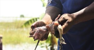 Moçambicanos caçam ratos